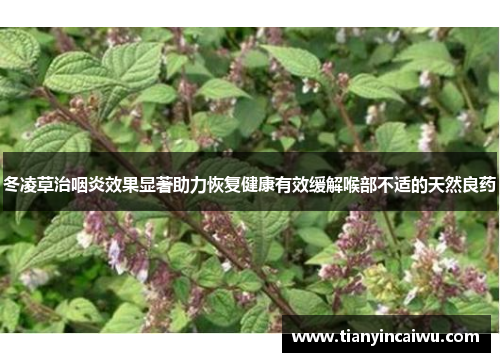 冬凌草治咽炎效果显著助力恢复健康有效缓解喉部不适的天然良药