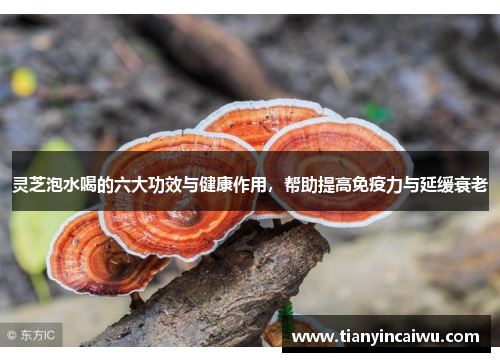 灵芝泡水喝的六大功效与健康作用，帮助提高免疫力与延缓衰老